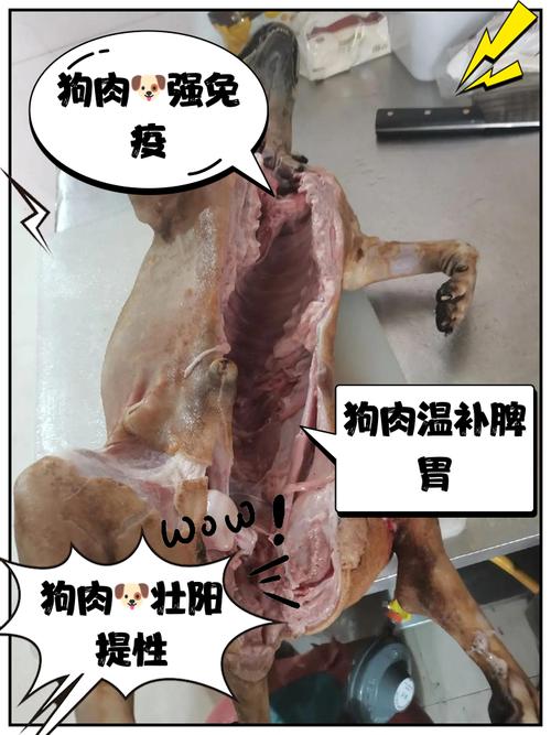 山狗肉是什么肉？山狗肉的营养价值和功效有哪些？