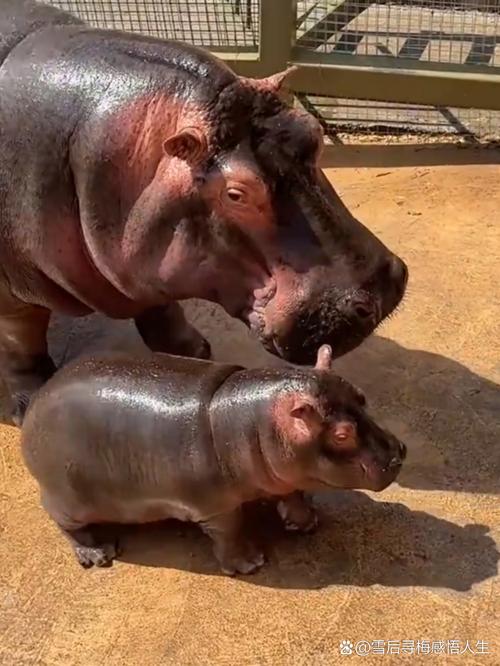 河马是游泳还是走路?揭秘河马在水里的移动方式