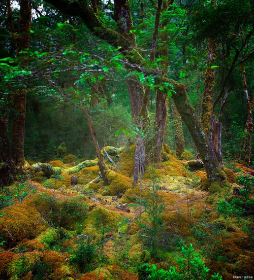 探秘月光之城:揭开神秘森林背后的古老传说