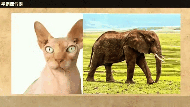 猫狗兽杂交可能吗?专家解读动物杂交的可能性