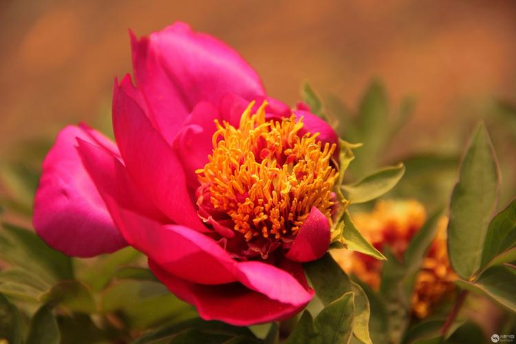 国色天香社区手机免费观看：不用花钱也能看大片