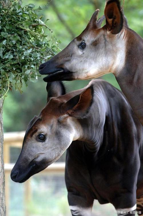 猫狗兽杂交可能吗?专家解读动物杂交的可能性