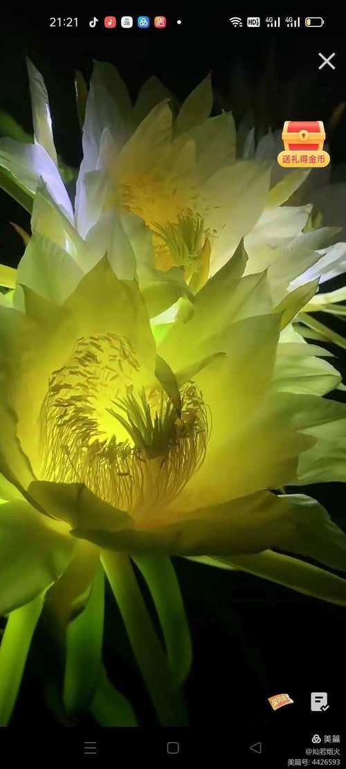 欲望开花在哪里下载？这里有你想要的资源！