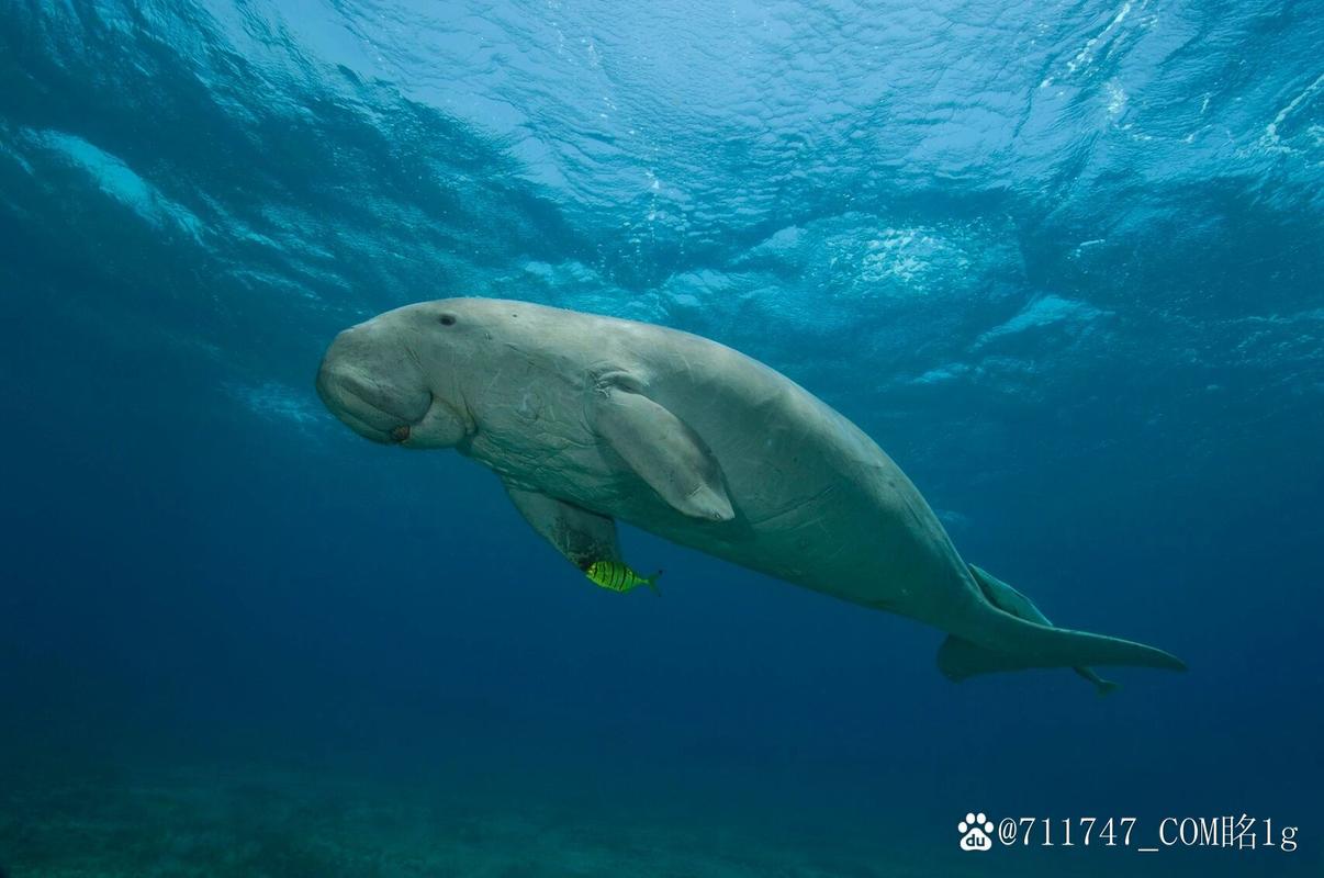 美人鱼原型竟是它？带你了解儒艮这种濒危的海洋动物。