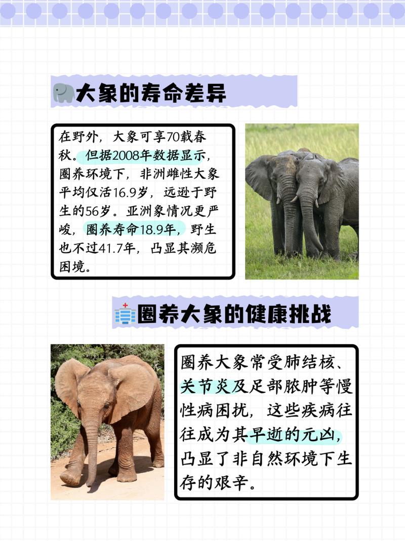 大象群体的领导者是谁?带你了解象群首领的秘密