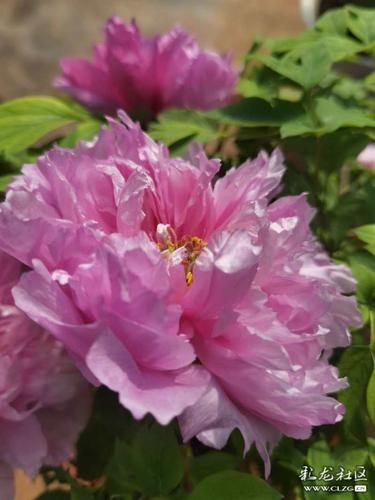 国色天香社区手机免费观看：不用花钱也能看大片