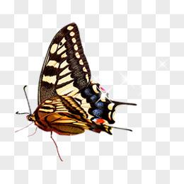 幻想蝴蝶飞舞游戏下载地址大全:找到你想要的版本