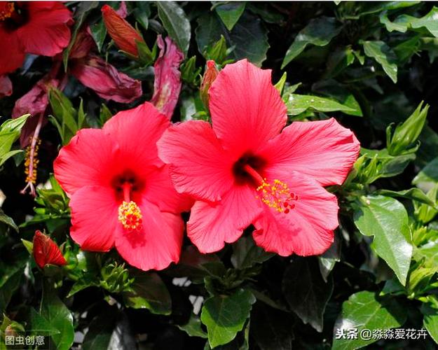 优艳之花最新版本更新内容：新增功能及优化详解