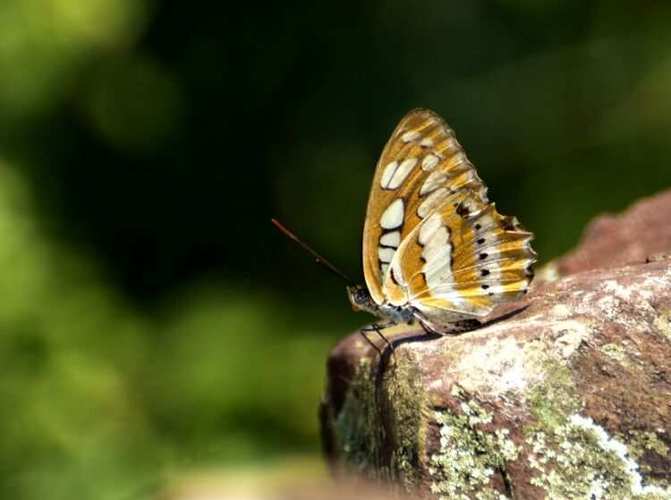 欲望开花在哪里下载？这里有你想要的资源！