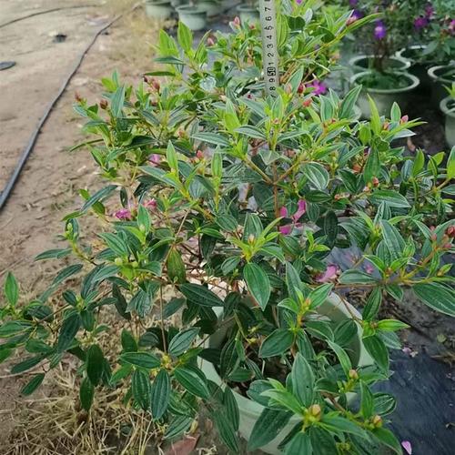 优艳之花最新版本更新内容：新增功能及优化详解