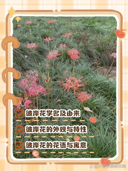 彼岸花更新地址在哪?最新资源分享!