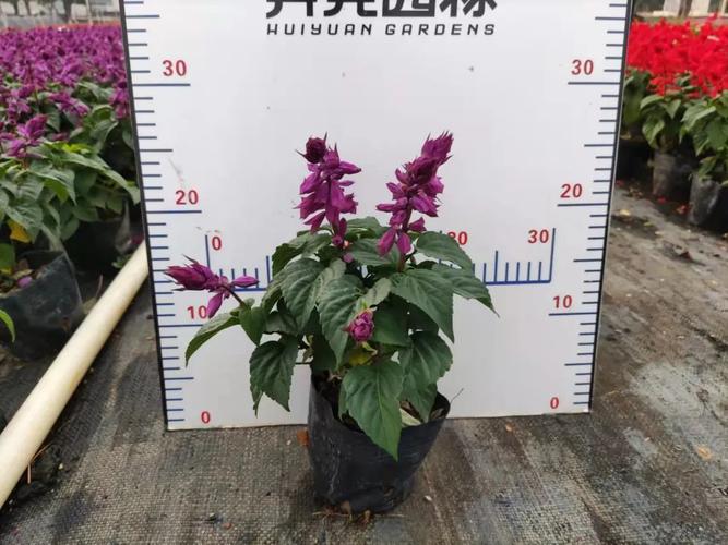 优艳之花最新版本更新内容：新增功能及优化详解