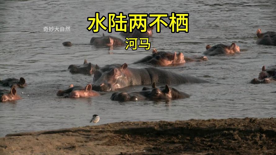 河马是游泳还是走路?水下行走方式大揭秘!