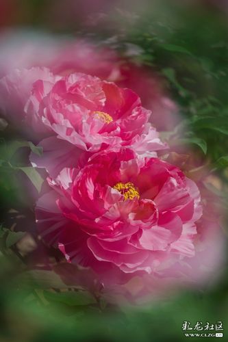 国色天香社区手机免费观看：不用花钱也能看大片