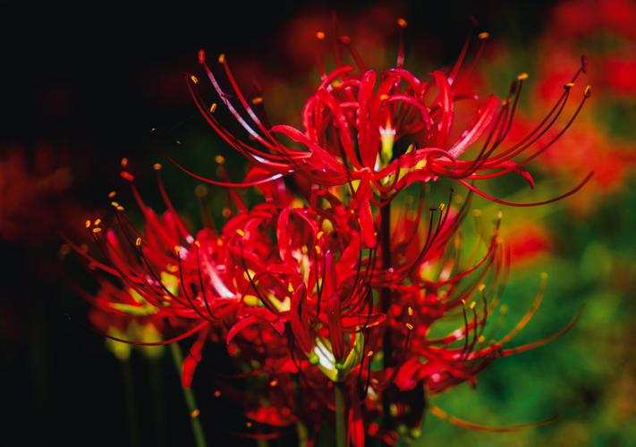 彼岸花更新地址在哪?最新资源分享!