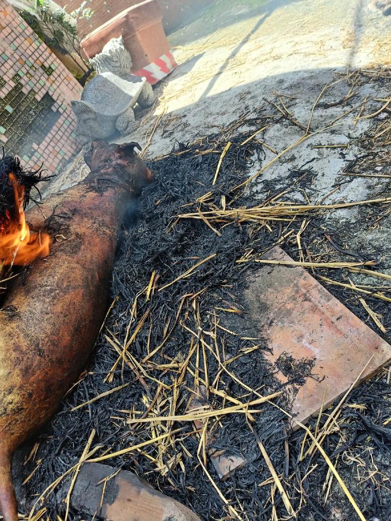 山狗肉是什么肉？山狗肉的营养价值和功效有哪些？