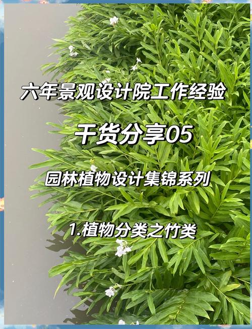 竹子是草还是树？深度解析竹子的植物学分类！