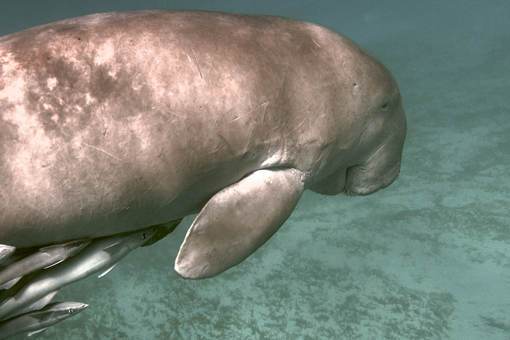美人鱼原型竟是它？带你了解儒艮这种濒危的海洋动物。