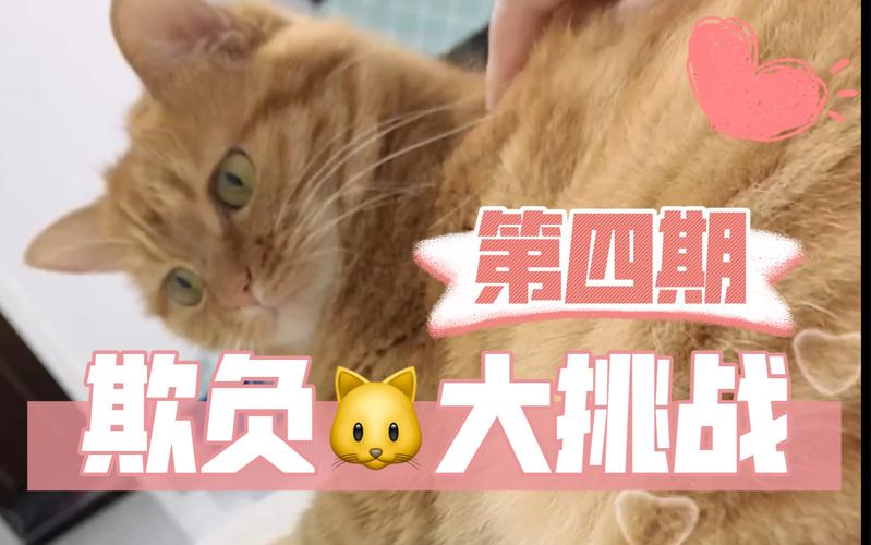 捡到千年猫最新版本玩法详解：解锁猫咪隐藏剧情