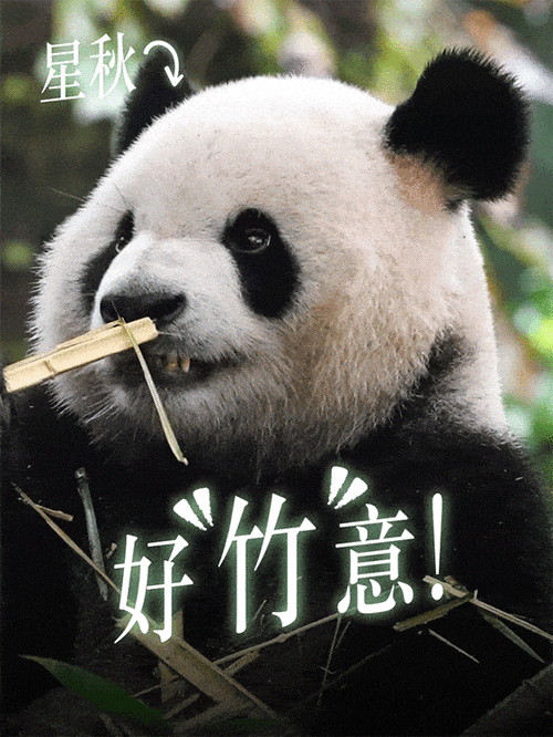 超萌熊猫动态壁纸，你的手机新衣裳！