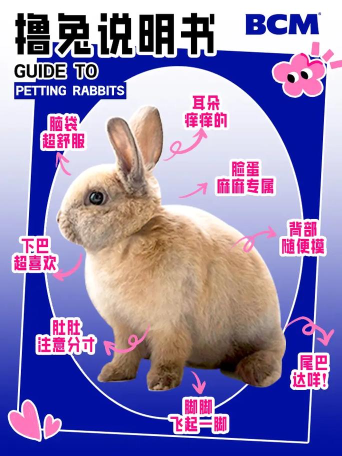 加密兔是什么?小米区块链宠物的诞生与消亡