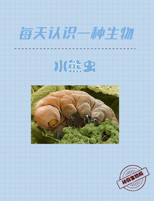 水仙花与水熊虫:谁的生命力更顽强?