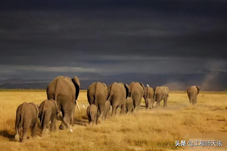 大象群体的领导者是谁?带你了解象群首领的秘密