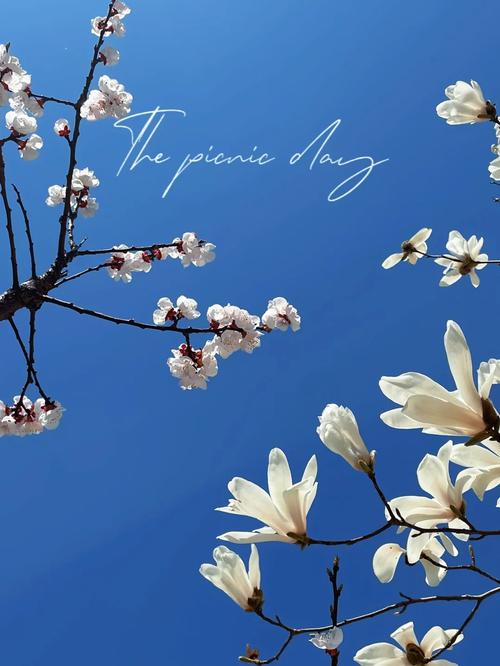 欲望开花在哪里下载？这里有你想要的资源！