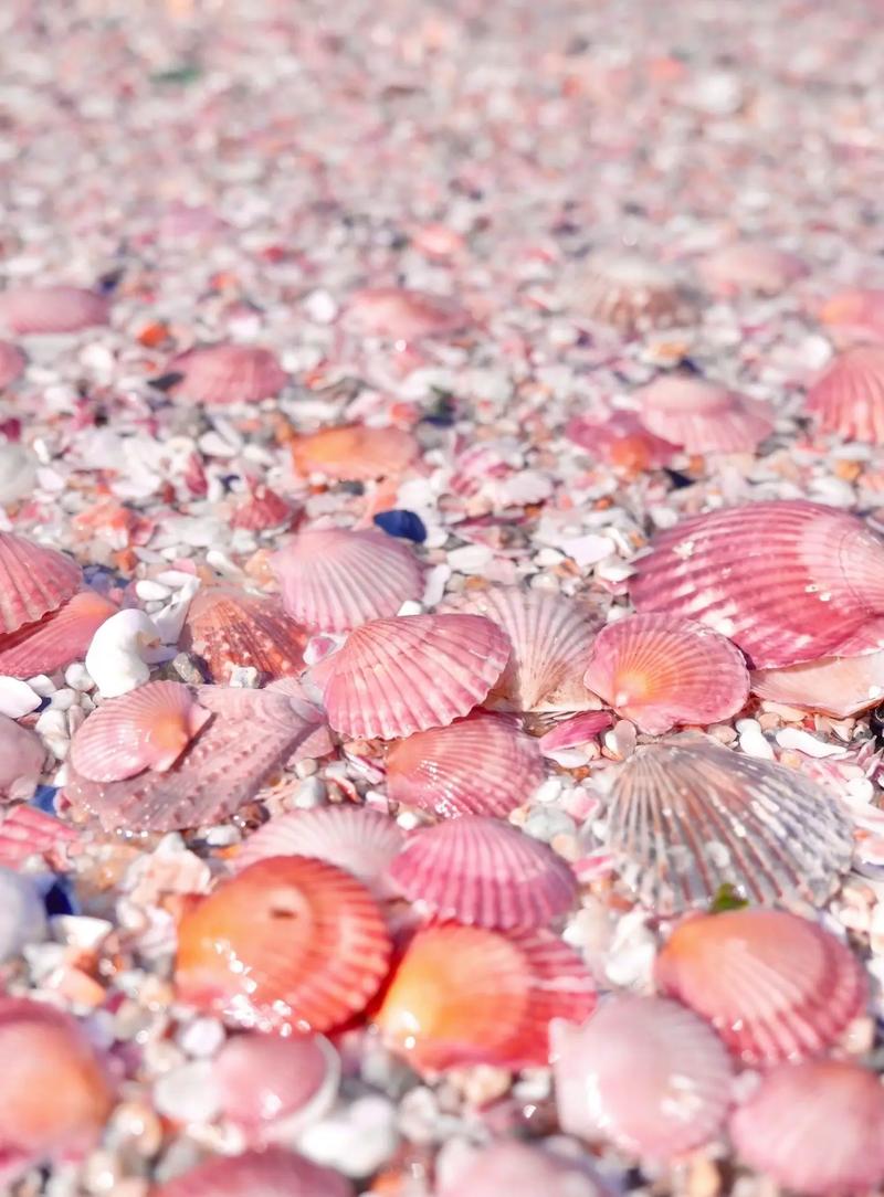 找不到炫舞贝壳？教你快速找到所有贝壳