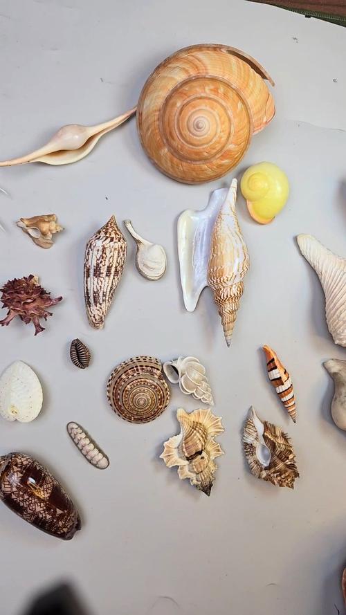 找不到炫舞贝壳？教你快速找到所有贝壳