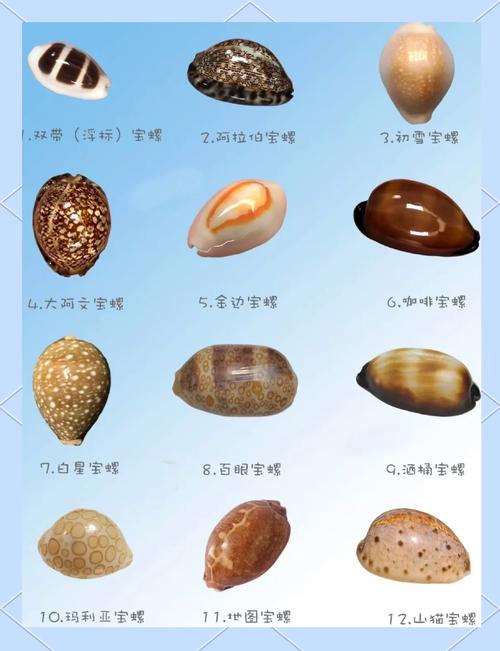 找不到炫舞贝壳？教你快速找到所有贝壳