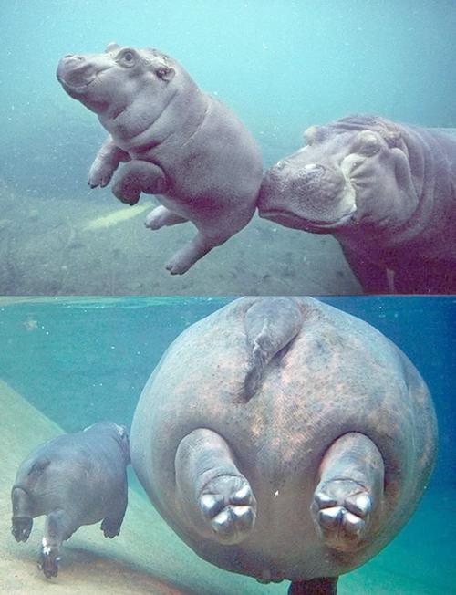 河马是游泳还是走路?水下行走方式大揭秘!