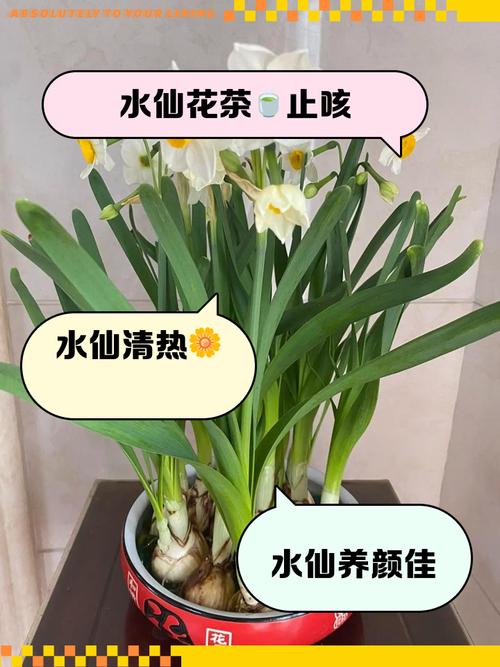 水仙花与水熊虫:谁的生命力更顽强?