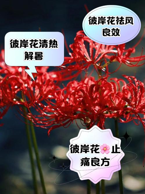 彼岸花更新地址在哪?最新资源分享!