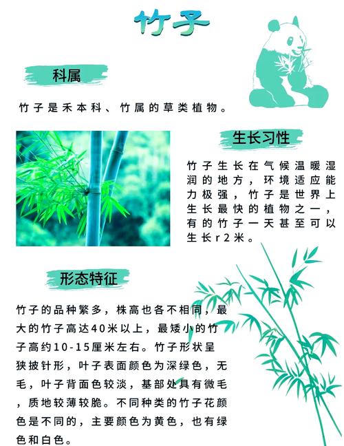 竹子是草还是树？深度解析竹子的植物学分类！