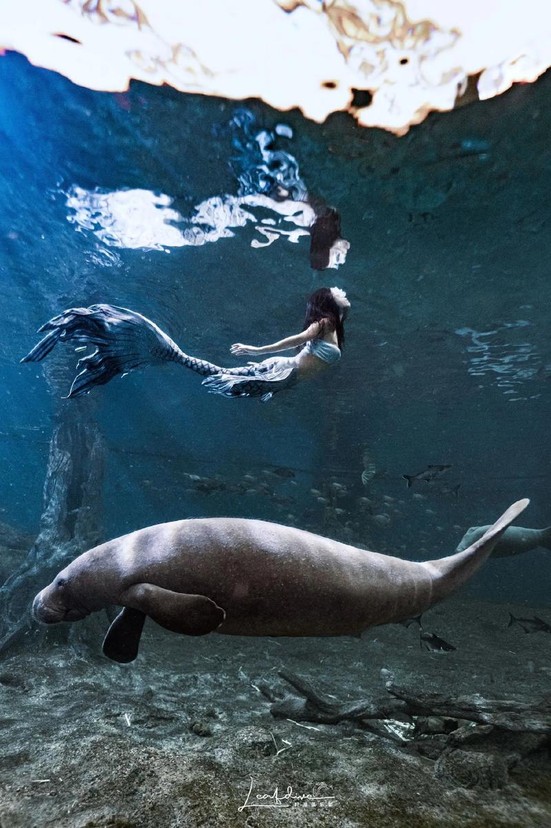 美人鱼原型竟是它？带你了解儒艮这种濒危的海洋动物。