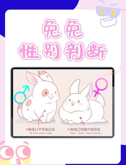 如何下载兔兔秘密花园?避坑指南来啦!