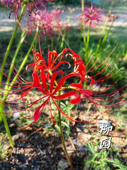 彼岸花更新地址在哪?最新资源分享!