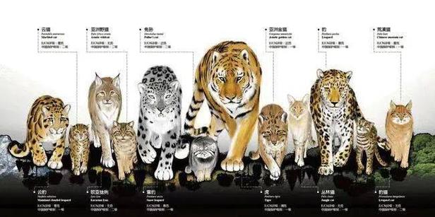 猫狗兽杂交可能吗?专家解读动物杂交的可能性