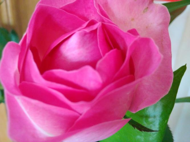 优艳之花最新版本更新内容：新增功能及优化详解