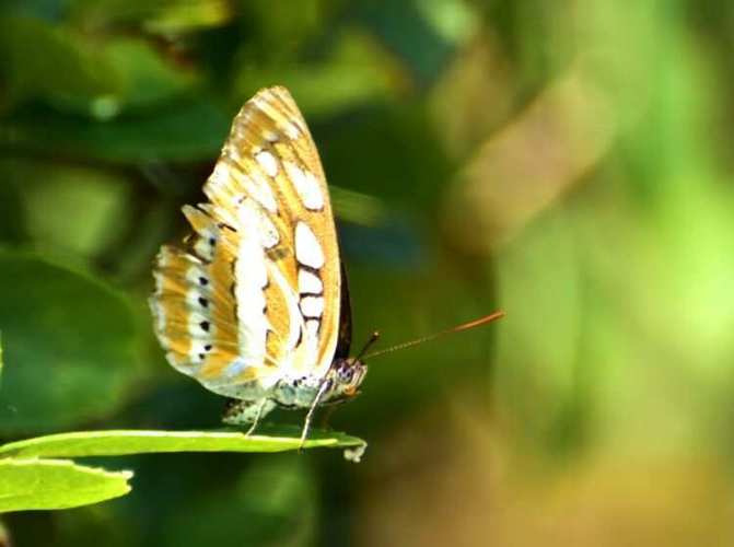 欲望开花在哪里下载？这里有你想要的资源！