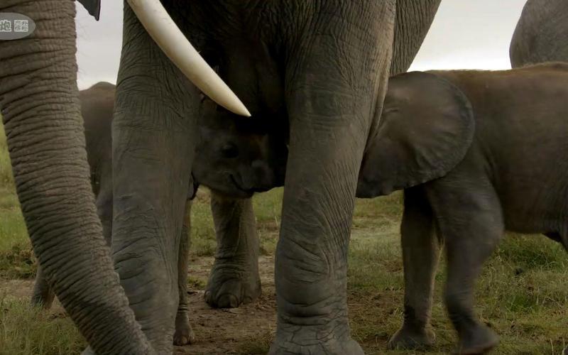 大象群体的领导者是谁?带你了解象群首领的秘密