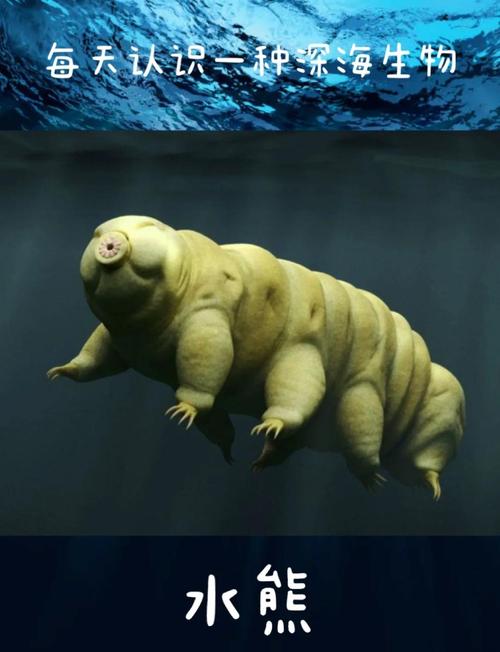 水仙花与水熊虫:谁的生命力更顽强?