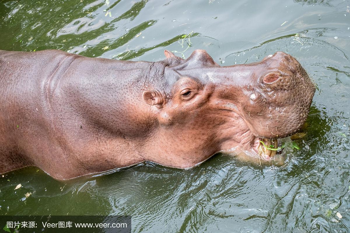 河马是游泳还是走路?揭秘河马在水里的移动方式