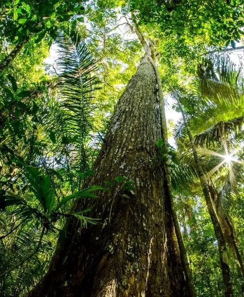 亚马逊之后,探索世界第二大森林的秘密与神奇