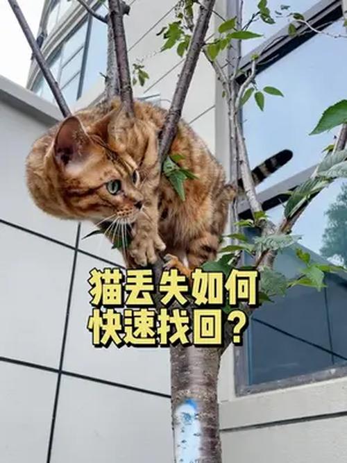 当你的猫咪更新地址找不到怎么办?解决方法都在这里!
