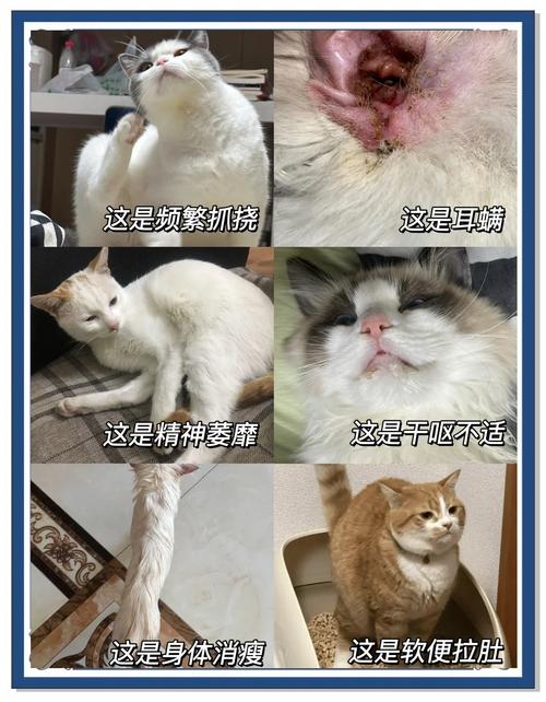 当你的猫咪更新地址找不到怎么办?解决方法都在这里!