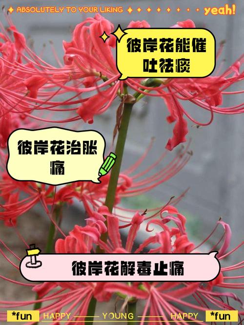 彼岸花更新地址在哪?最新资源分享!