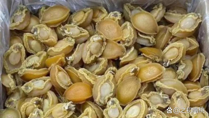 搞清鲍鱼的真实身份:它究竟是鱼还是贝壳?