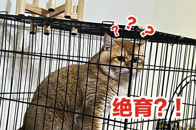 葵花宝典秘籍:武林至尊宝典,究竟隐藏着什么秘密?